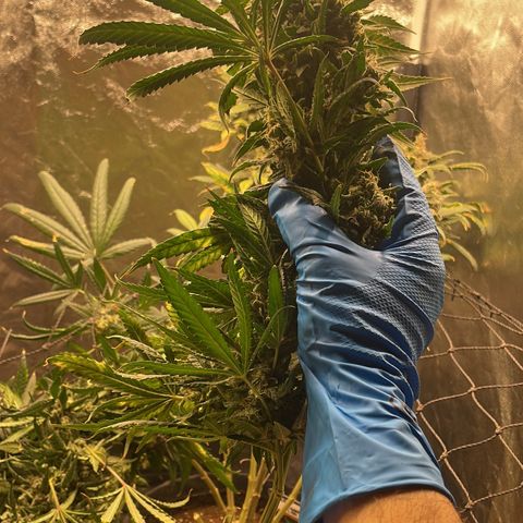 Hulk Limonade growlog timeline photo