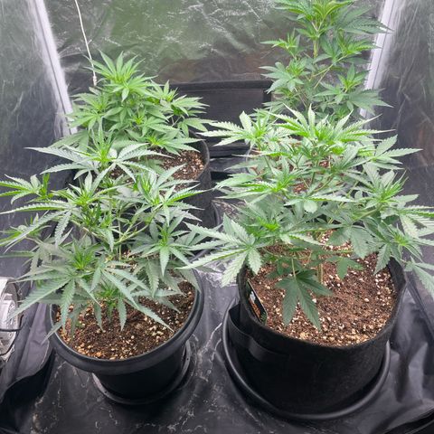 Hulk Limonade growlog timeline photo