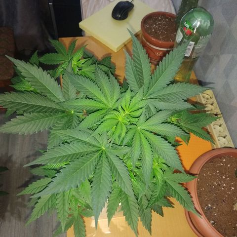 Неизвестный генетический growlog timeline photo