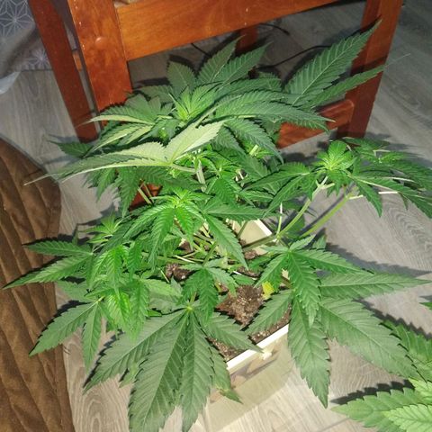 Неизвестный генетический growlog timeline photo