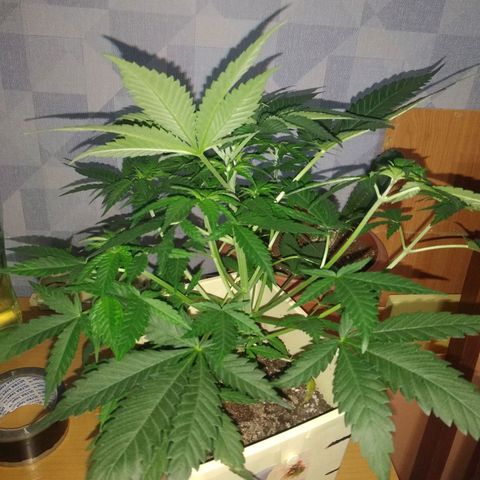 Неизвестный генетический growlog timeline photo