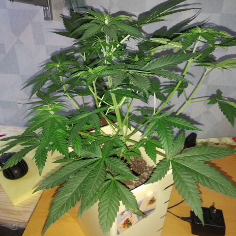 Неизвестный генетический growlog timeline photo