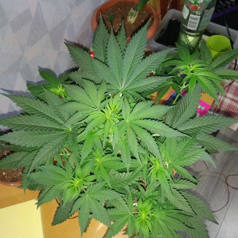 Неизвестный генетический growlog timeline photo