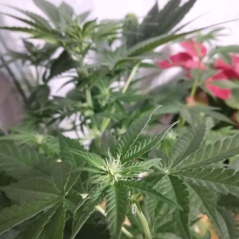 Неизвестный генетический growlog timeline photo