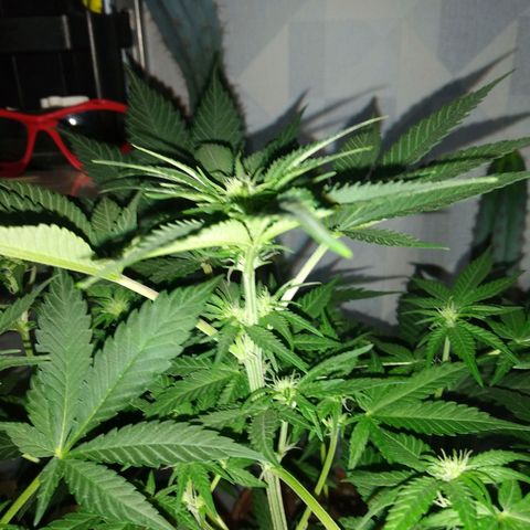 Неизвестный генетический growlog timeline photo