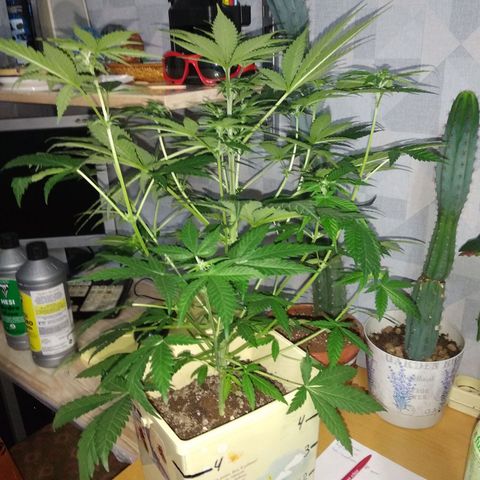 Неизвестный генетический growlog timeline photo