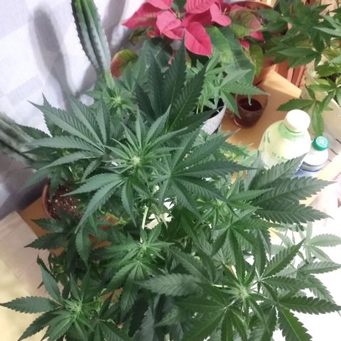 Неизвестный генетический growlog timeline photo