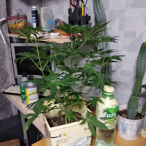 Неизвестный генетический growlog timeline photo