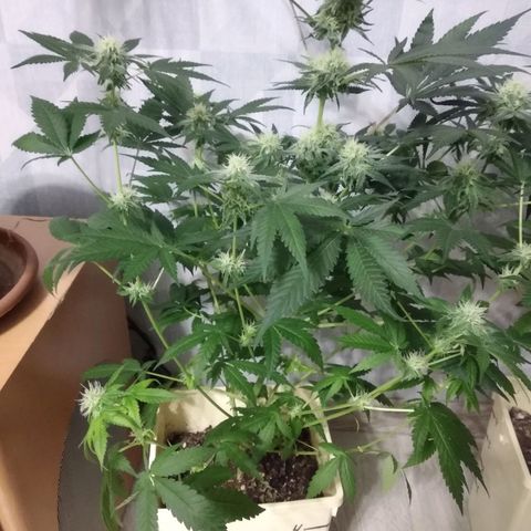 Неизвестный генетический growlog timeline photo