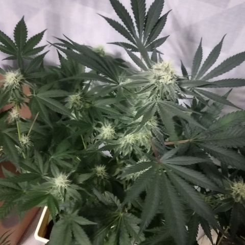 Неизвестный генетический growlog timeline photo