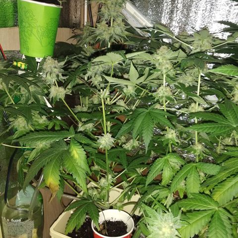 Неизвестный генетический growlog timeline photo