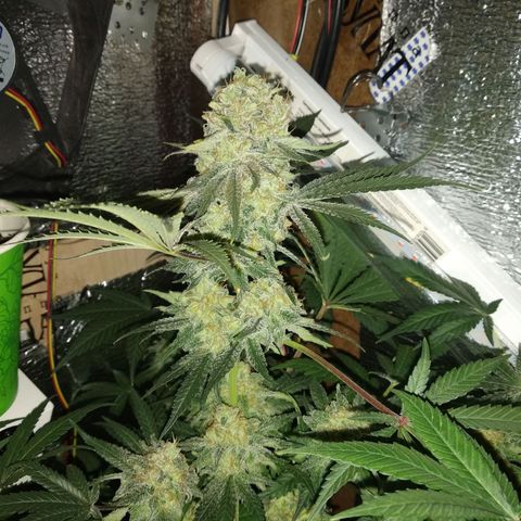 Неизвестный генетический growlog timeline photo