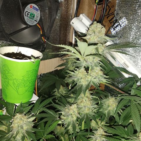 Неизвестный генетический growlog timeline photo