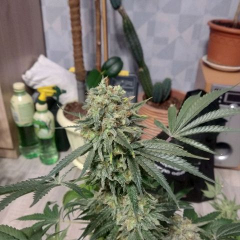 Неизвестный генетический growlog timeline photo