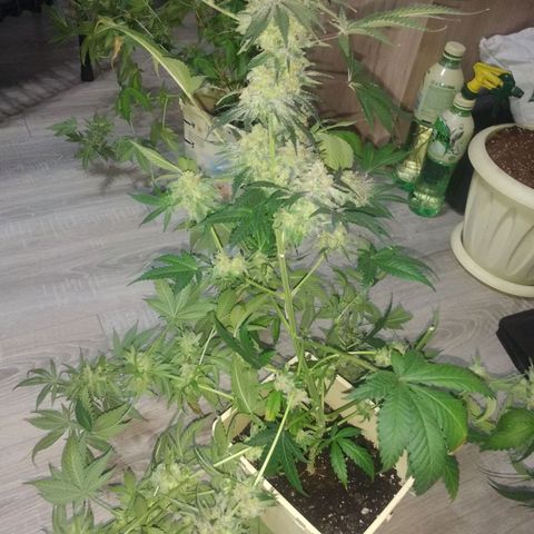 Неизвестный генетический growlog timeline photo