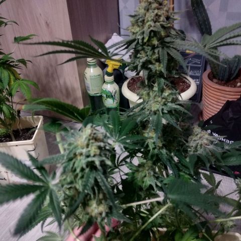 Неизвестный генетический growlog timeline photo