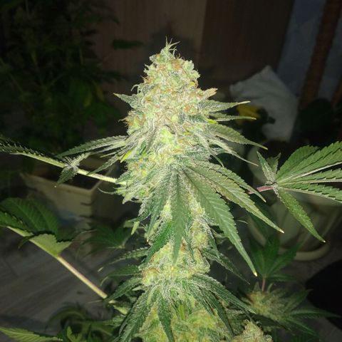 Неизвестный генетический growlog timeline photo