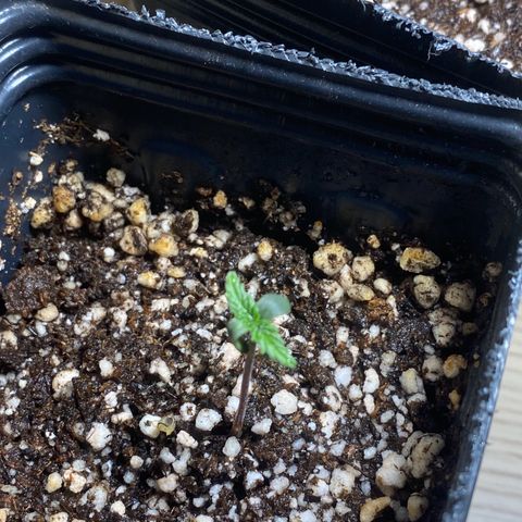 MD growlog timeline photo