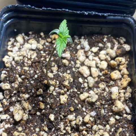 MD growlog timeline photo