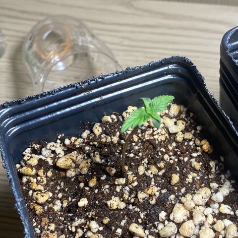 MD growlog timeline photo