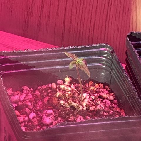 MD growlog timeline photo
