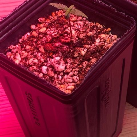 MD growlog timeline photo