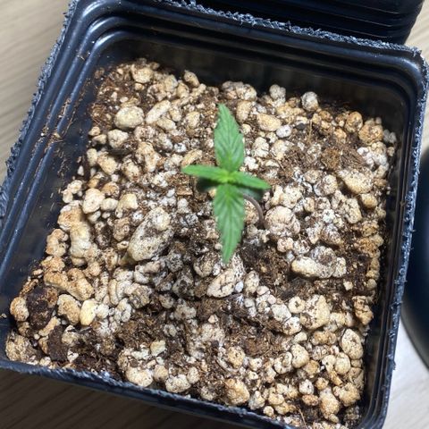 MD growlog timeline photo