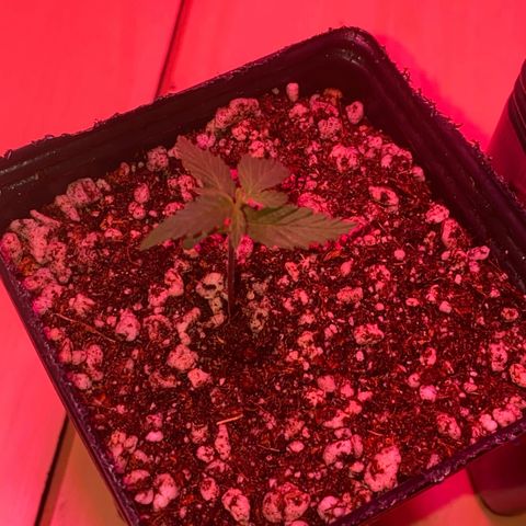 MD growlog timeline photo