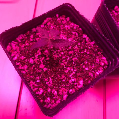 MD growlog timeline photo
