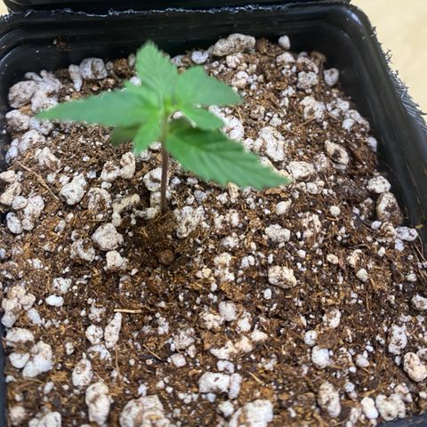 MD growlog timeline photo