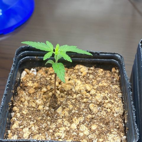 MD growlog timeline photo