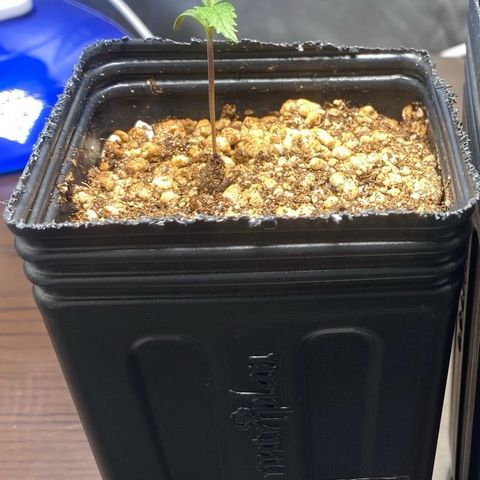 MD growlog timeline photo