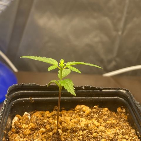 MD growlog timeline photo