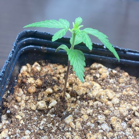 MD growlog timeline photo