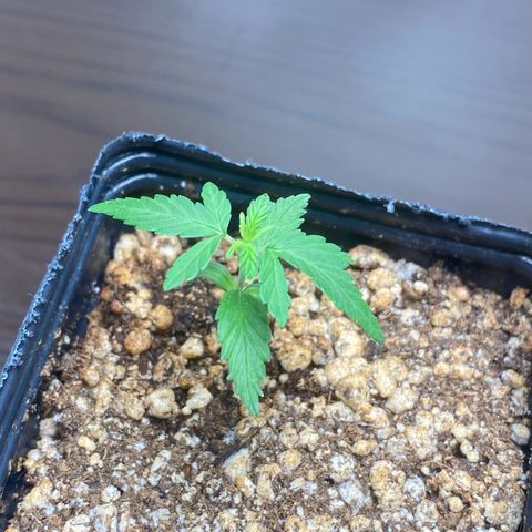 MD growlog timeline photo