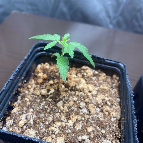 MD growlog timeline photo