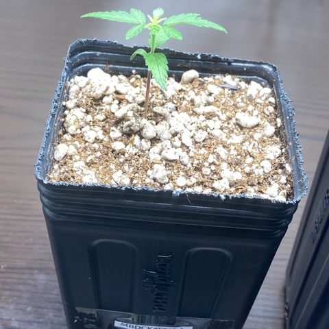 MD growlog timeline photo