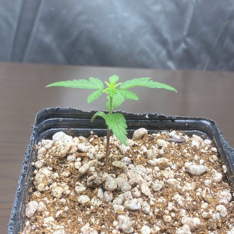 MD growlog timeline photo