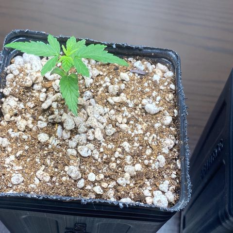MD growlog timeline photo