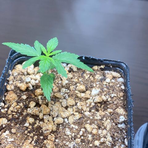 MD growlog timeline photo