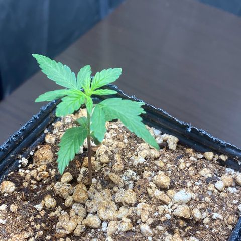 MD growlog timeline photo