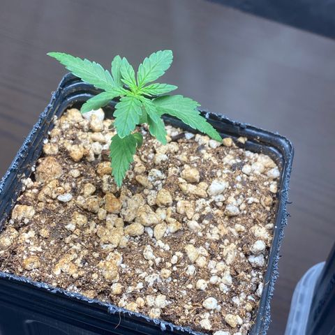 MD growlog timeline photo