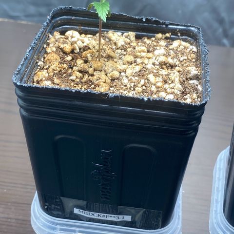 MD growlog timeline photo
