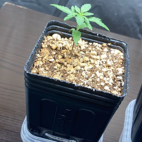 MD growlog timeline photo