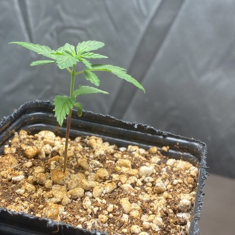 MD growlog timeline photo
