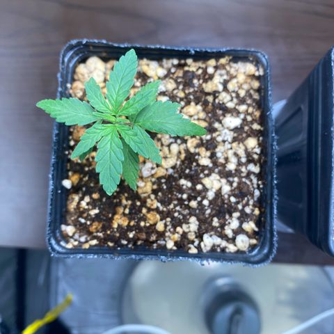 MD growlog timeline photo