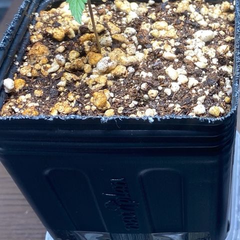 MD growlog timeline photo