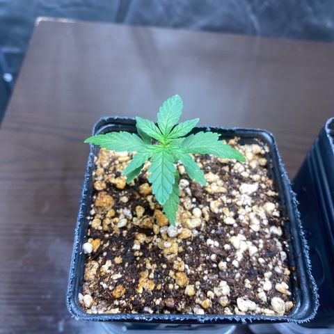 MD growlog timeline photo