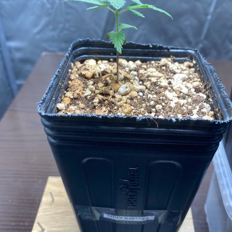 MD growlog timeline photo