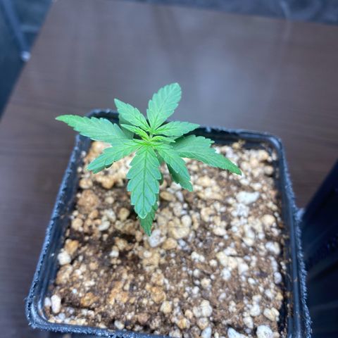 MD growlog timeline photo